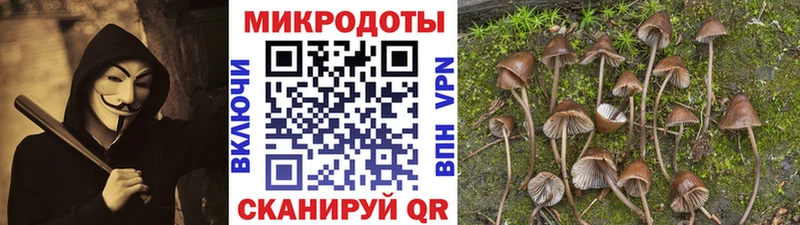 Псилоцибиновые грибы Psilocybine cubensis Новосокольники
